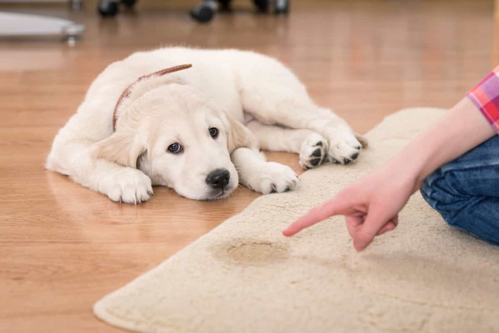 Carpet Cleaning | Boise Idaho | (208) 343-0833