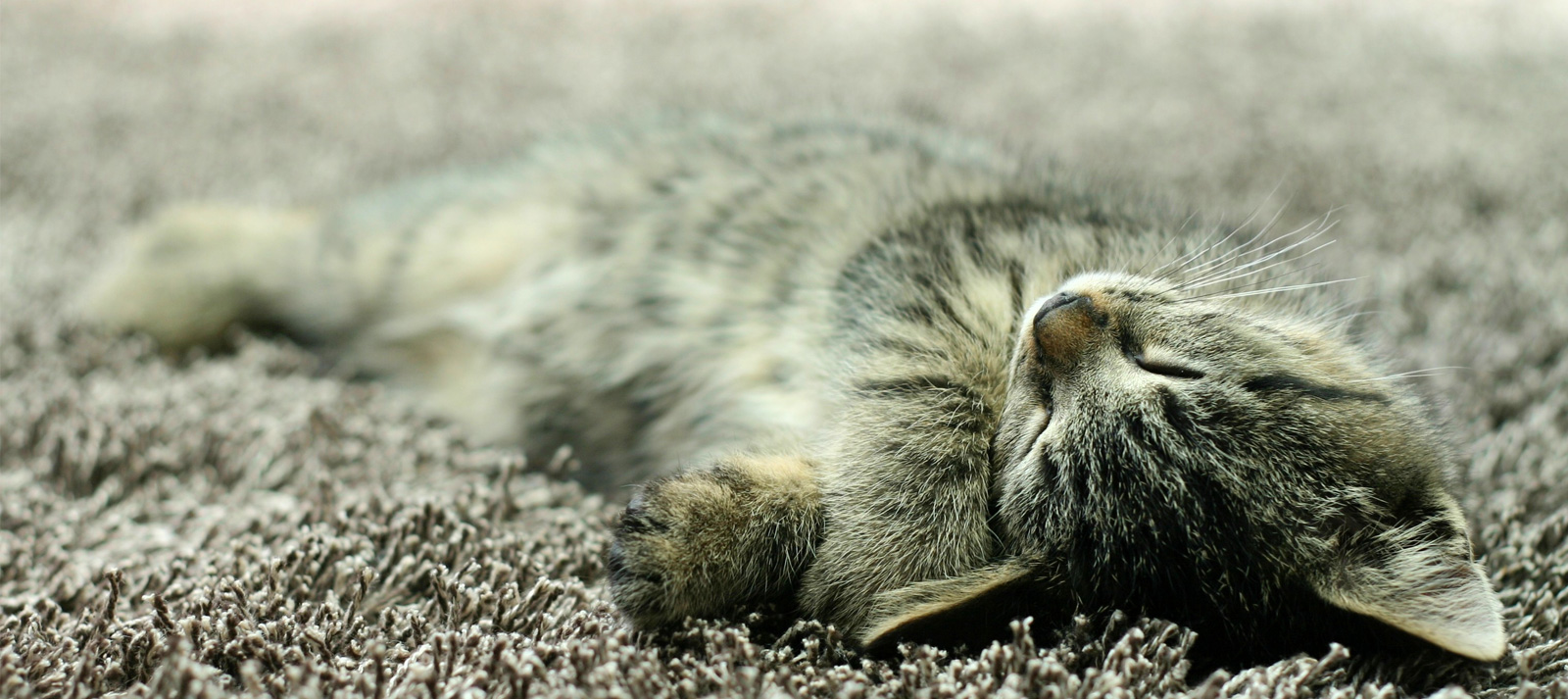 Carpet Cleaning | Boise Idaho | (208) 343-0833